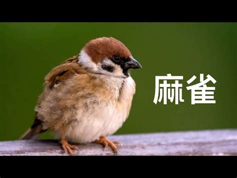 自來鳥麻雀|【麻雀在家門口搭窩風水】麻雀在家門口搭鳥窩吉利嗎 